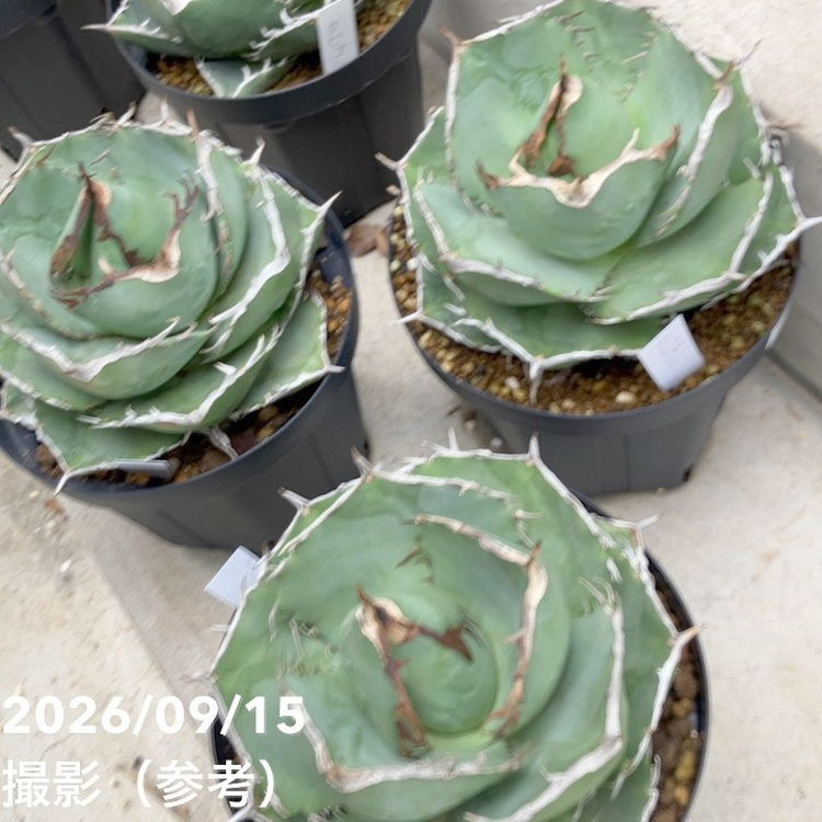 アガベ 5号 カビゴン｜観葉10-TU | 観葉・多肉,アガベ | 赤塚植物園