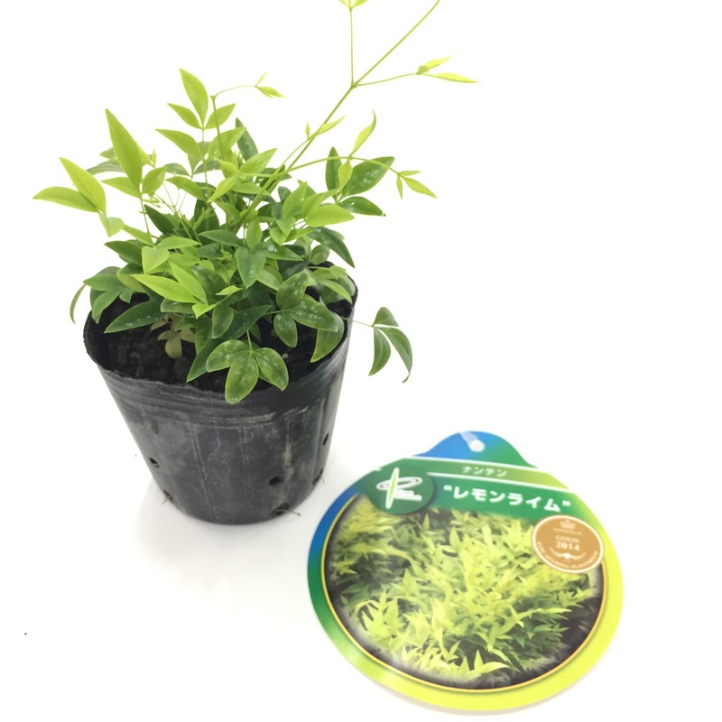 紅葉を楽しむ コンパクトナンテン4色小苗セット 3 3 5号苗 お届けに10日程度いただくことがございます Sj 10花木 産地直送商品 松寿園 庭木 赤塚植物園オンライン 花の音