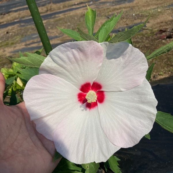 タイタンビカスキッズ 3.5号 ティンカーベル (キッズタイプ)|草花01-D1