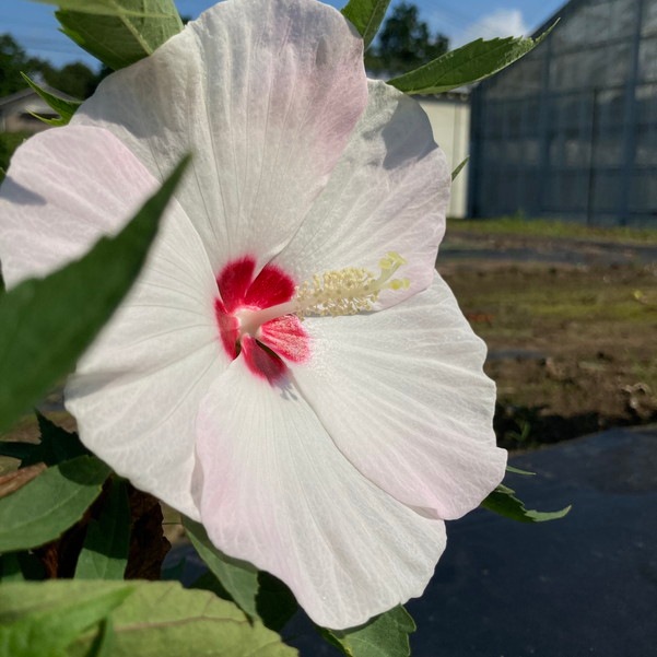 タイタンビカスキッズ 3.5号 ティンカーベル (キッズタイプ)|草花01-D1