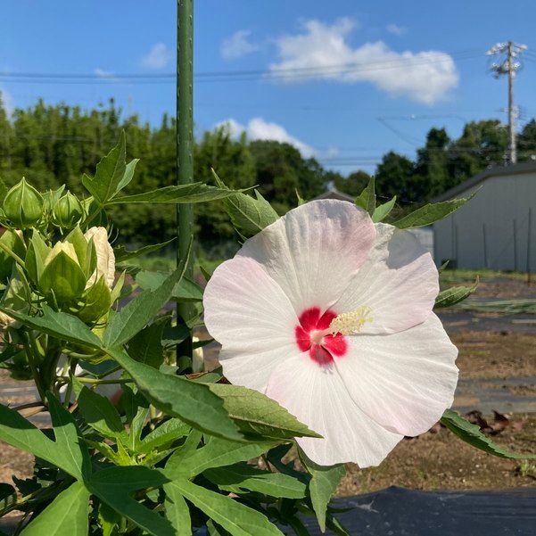 タイタンビカスキッズ 3.5号 ティンカーベル (キッズタイプ)|草花01-D1