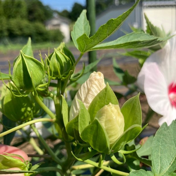 タイタンビカスキッズ 3.5号 ティンカーベル (キッズタイプ)|草花01-D1