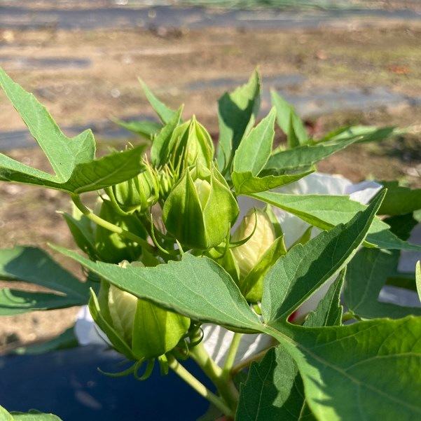 タイタンビカスキッズ 3.5号 ティンカーベル (キッズタイプ)|草花01-D1