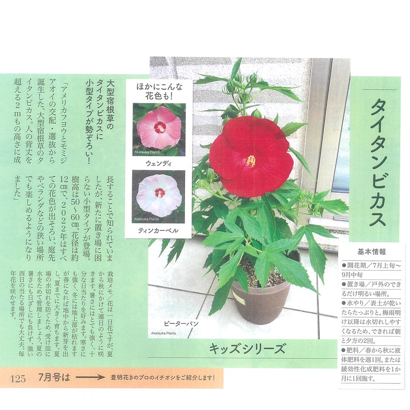 タイタンビカスキッズ 3.5号 ティンカーベル (キッズタイプ)|草花01-D1