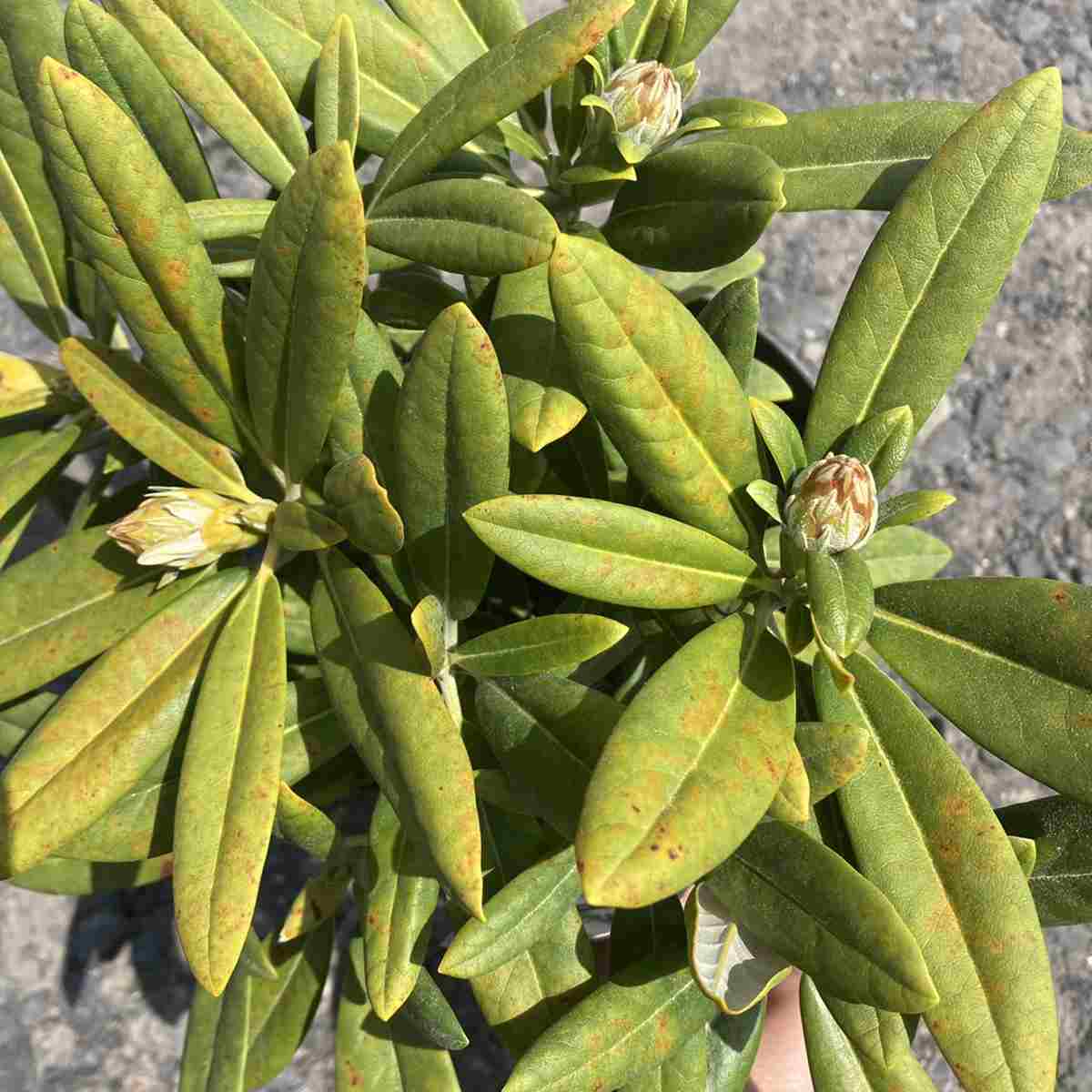 日本シャクナゲ 6号 御岳牡丹｜花木03-D3 | 花木・庭木,シャクナゲ