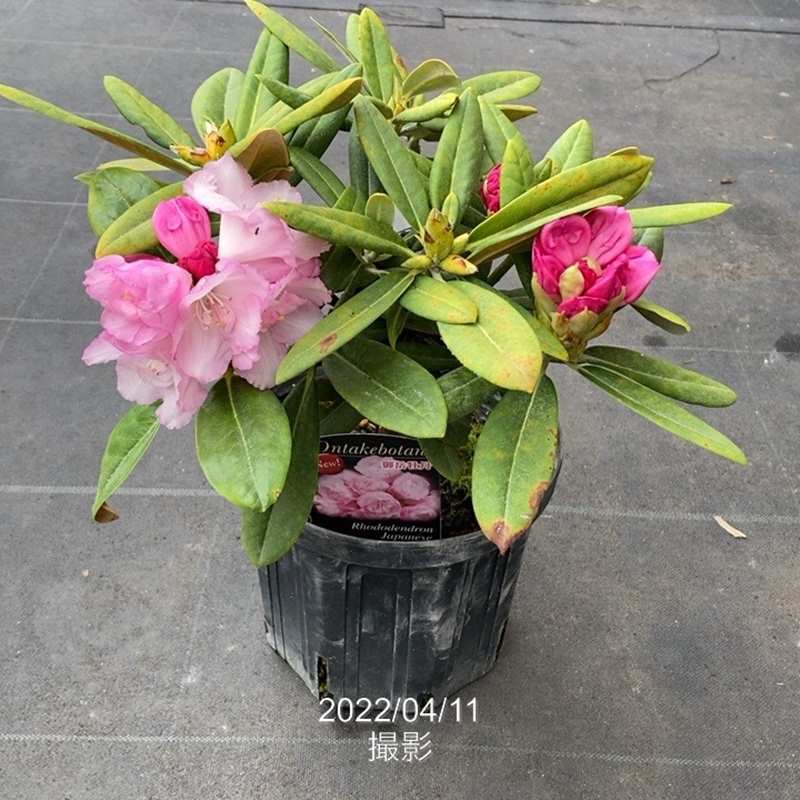 日本シャクナゲ 6号 御岳牡丹 D03 03花木 花木 庭木 シャクナゲ 赤塚植物園オンライン 花の音 日本シャクナゲ 6号 御岳牡丹 D03 03花木 花木 庭木 シャクナゲ 赤塚植物園オンライン 花の音