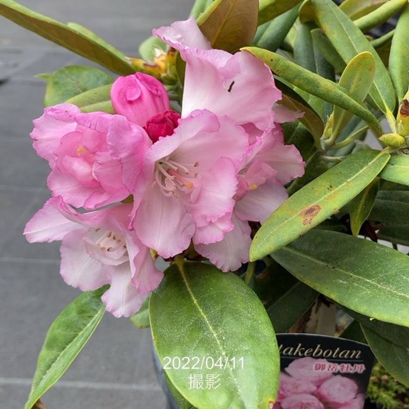 日本シャクナゲ 6号 御岳牡丹｜花木03-D3 | 花木・庭木,シャクナゲ