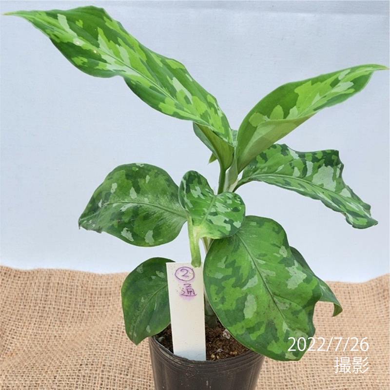 現品お届け アグラオネマ ピクタム トリカラー Aglaonema Pictum Tricolor 苗no 写真の苗が届きます 観葉 多肉 珍しい観葉 赤塚植物園オンライン 花の音