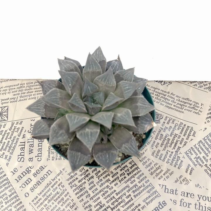 ハオルチア 2.5号 wimii hybrid.Wmv-1［1-07］｜観葉02-D2 | 観葉