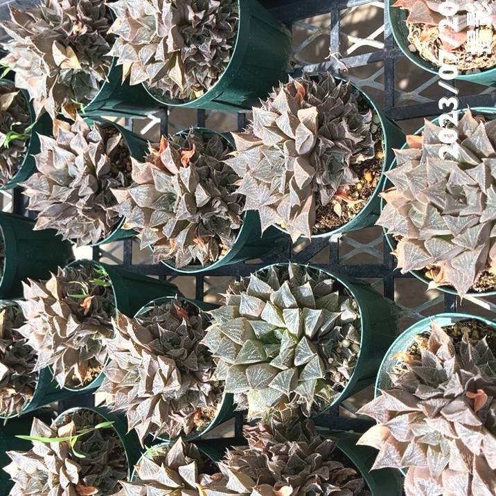 ハオルチア 2.5号 wimii hybrid.Wmv-1［1-07］｜観葉02-D2 | 観葉