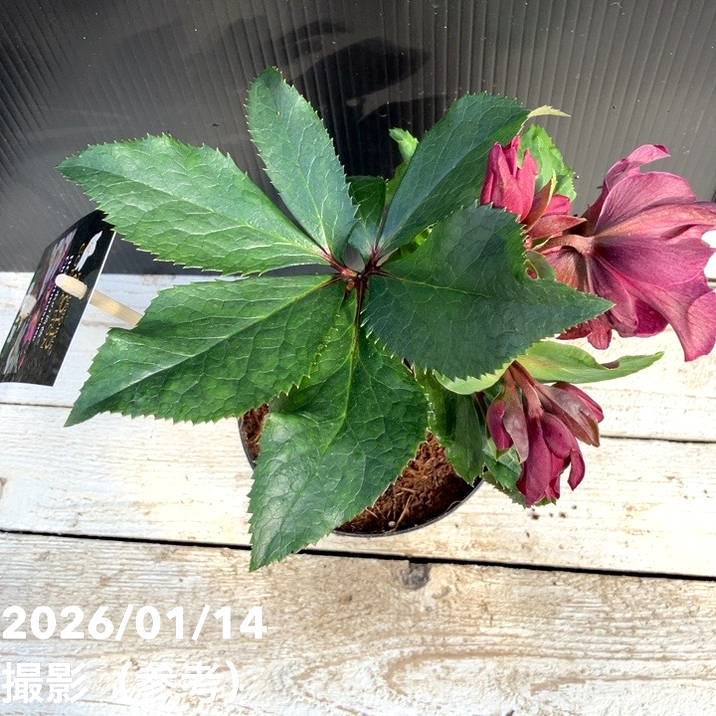 クリスマスローズ 氷の薔薇 4.5号 レッド｜山野04-PA | 草花