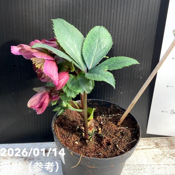 クリスマスローズ 氷の薔薇 4.5号 レッド｜山野04-PA | 草花