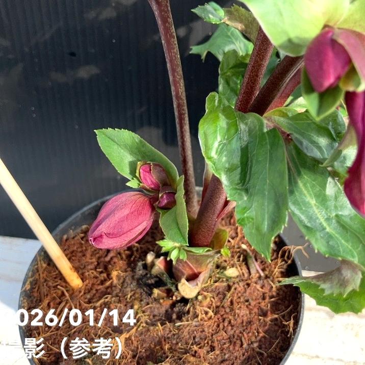 クリスマスローズ 氷の薔薇 4.5号 レッド｜山野04-PA | 草花