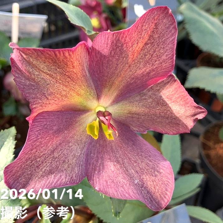 クリスマスローズ 氷の薔薇 4.5号 レッド｜山野04-PA | 草花