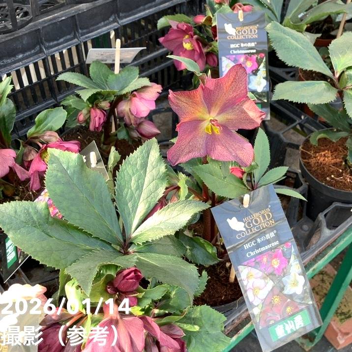 クリスマスローズ 氷の薔薇 4.5号 レッド｜山野04-PA | 草花