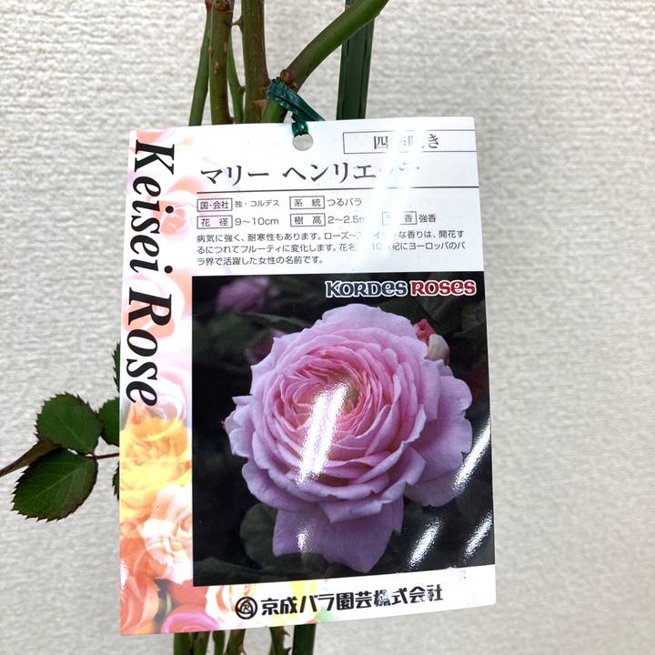 つるバラ長尺苗 マリーヘンリエッテ 6号 京成バラ園芸｜s200｜花木04