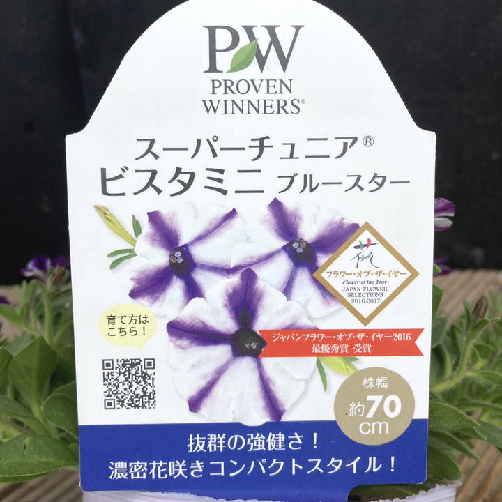 PW スーパーチュニア ビスタミニ ブルースター 3.5号×3株セット PVP