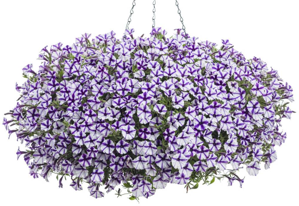 PW スーパーチュニア ビスタミニ ブルースター 3.5号×3株セット PVP