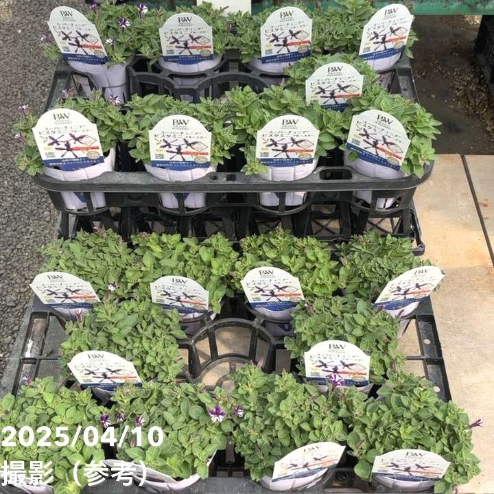 PW スーパーチュニア ビスタミニ ブルースター 3.5号×3株セット PVP