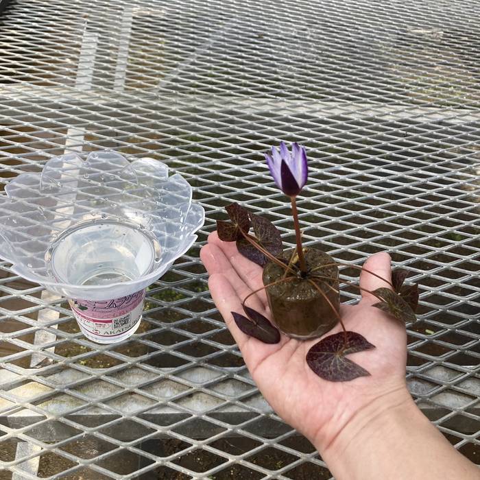 数量限定】熱帯スイレン ミニミニムラサキシキブ 紫式部 フラッペ