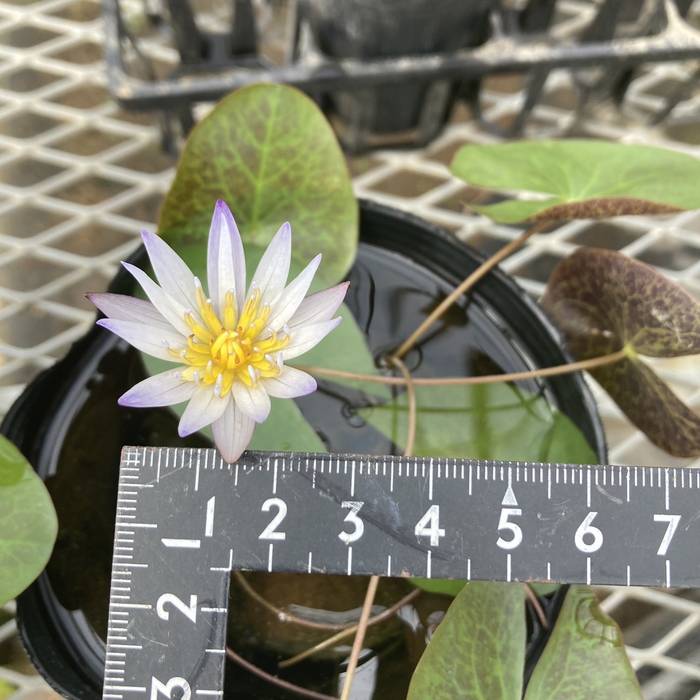 数量限定】熱帯スイレン ミニミニムラサキシキブ 紫式部 フラッペ