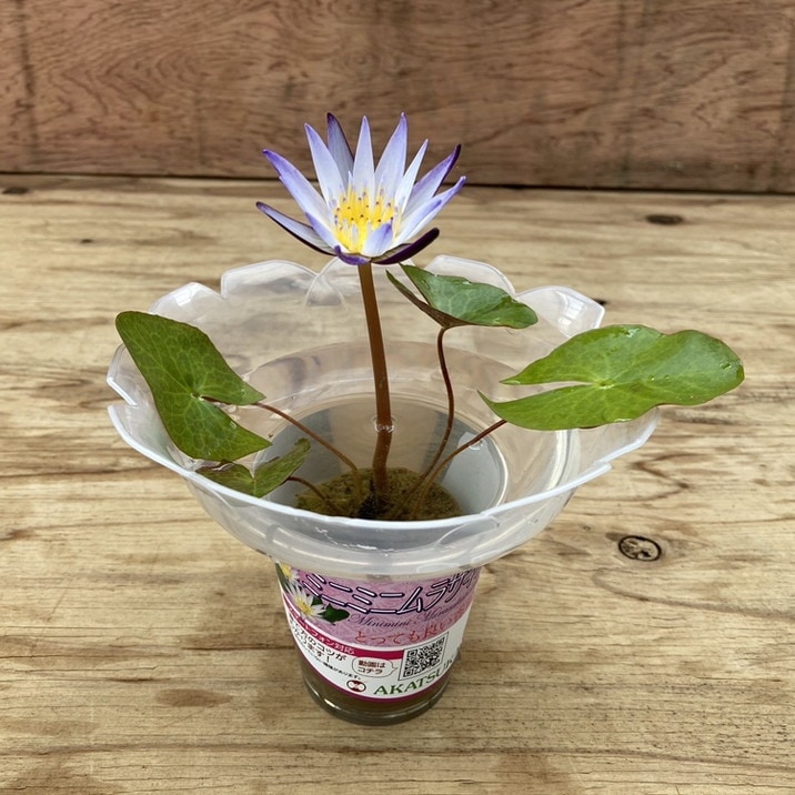 数量限定】熱帯スイレン ミニミニムラサキシキブ 紫式部 フラッペ