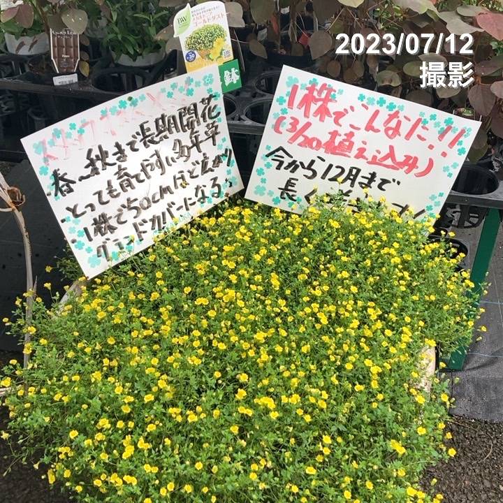 PW メカルド二ア ゴールドダスト 3.5号×3株セット PVP｜草花04-PA