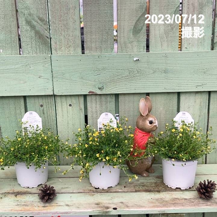 PW メカルド二ア ゴールドダスト 3.5号×3株セット PVP｜草花04-PA