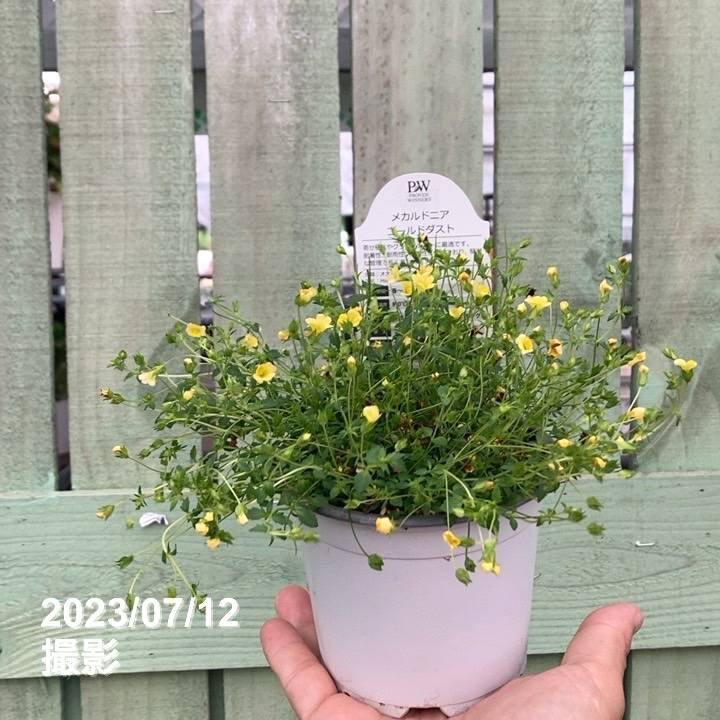 PW メカルド二ア ゴールドダスト 3.5号×3株セット PVP｜草花04-PA