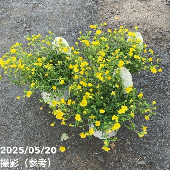 PW メカルド二ア ゴールドダスト 3.5号×3株セット PVP｜草花04-PA