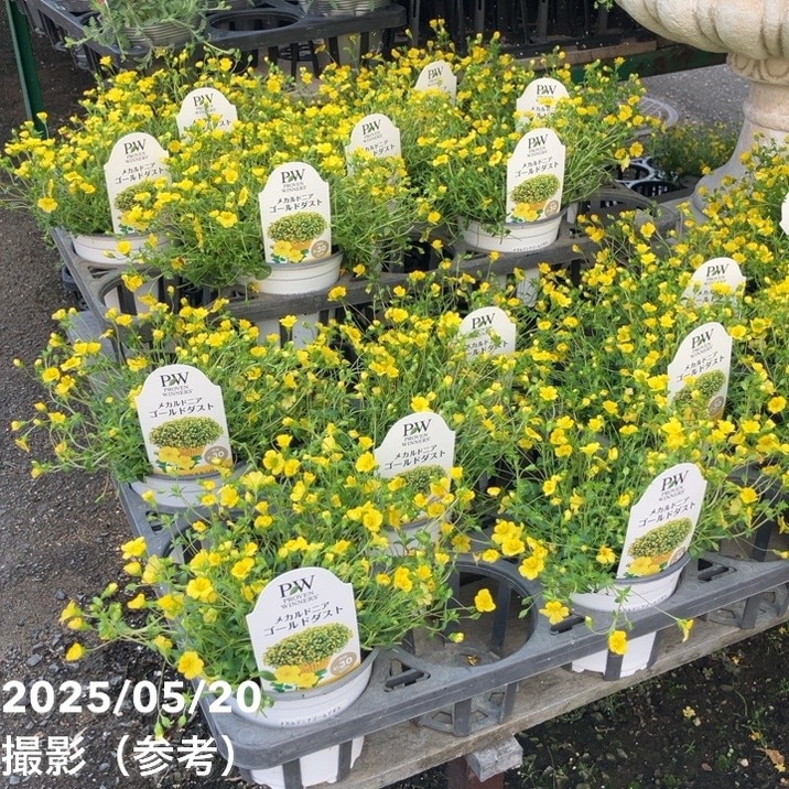 PW メカルド二ア ゴールドダスト 3.5号×3株セット PVP｜草花04-PA