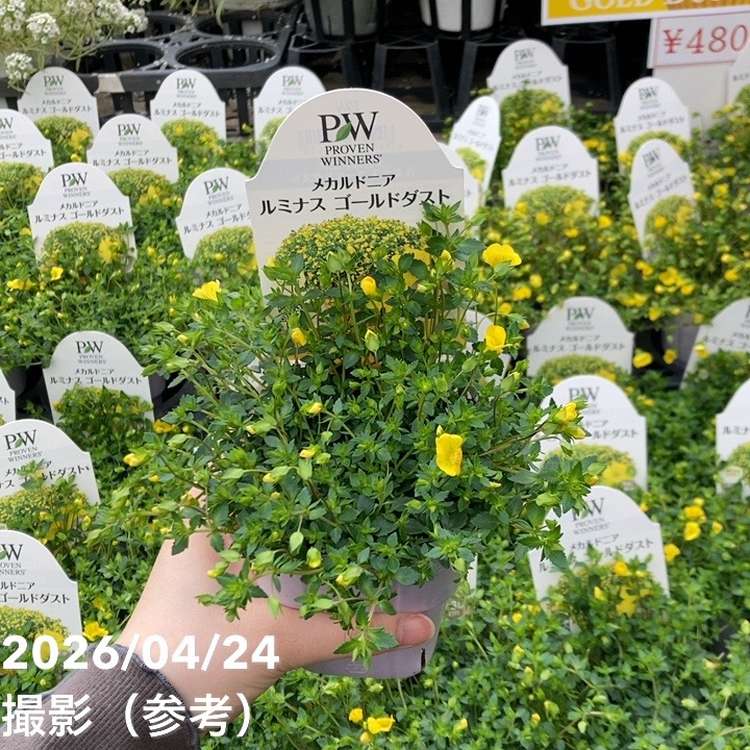 PW メカルド二ア ゴールドダスト 3.5号×3株セット PVP｜草花04-PA