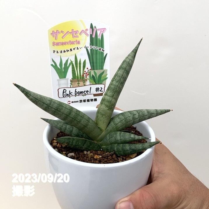 美株　希少　サンスベリアビューティークイーン　中株　レア　鉢ごとメルカリ便③ 数量限定】サンスベリア 3.5号 レア品種お買い得5鉢セット（4）白陶器