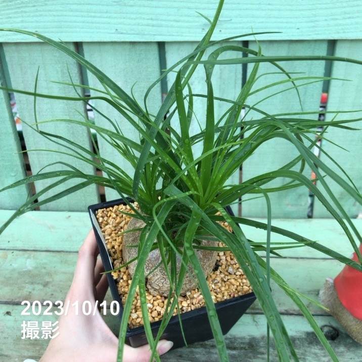 トックリラン　4頭株　8号鉢ごと発送　インテリア 楽天市場】観葉植物 大型 トックリラン 選べるサイズ 7号 8号