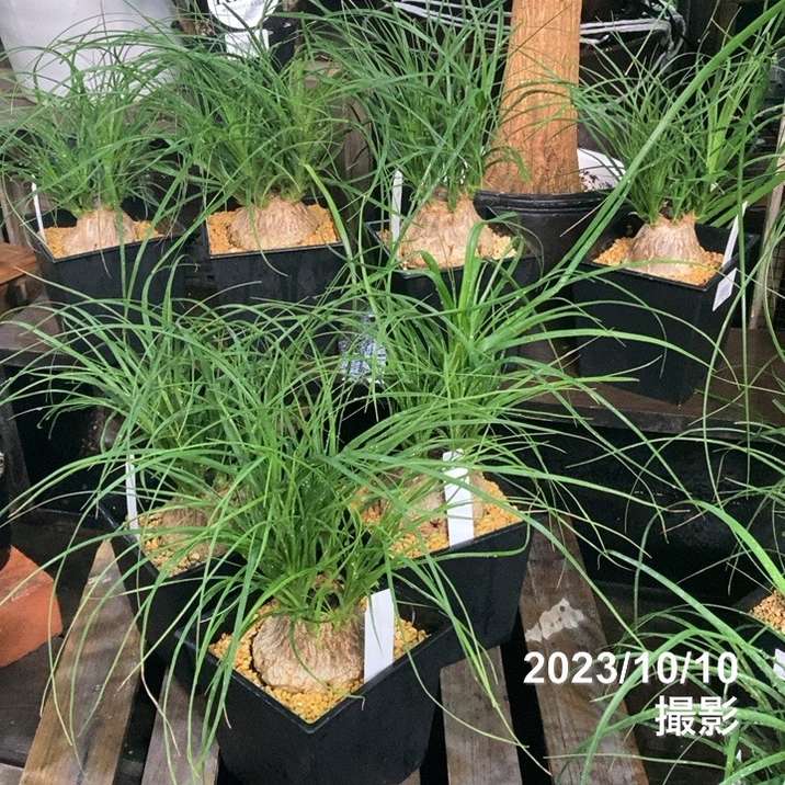 トックリラン　4頭株　8号鉢ごと発送　インテリア トックリラン 4頭株 8号鉢ごと発送 インテリア トックリラン 4頭株 8号