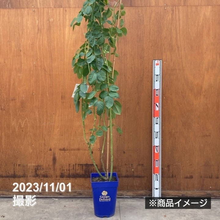 充実の長尺バラ ローズ・ポンパドゥール 7号 Delbard デルバール PVP