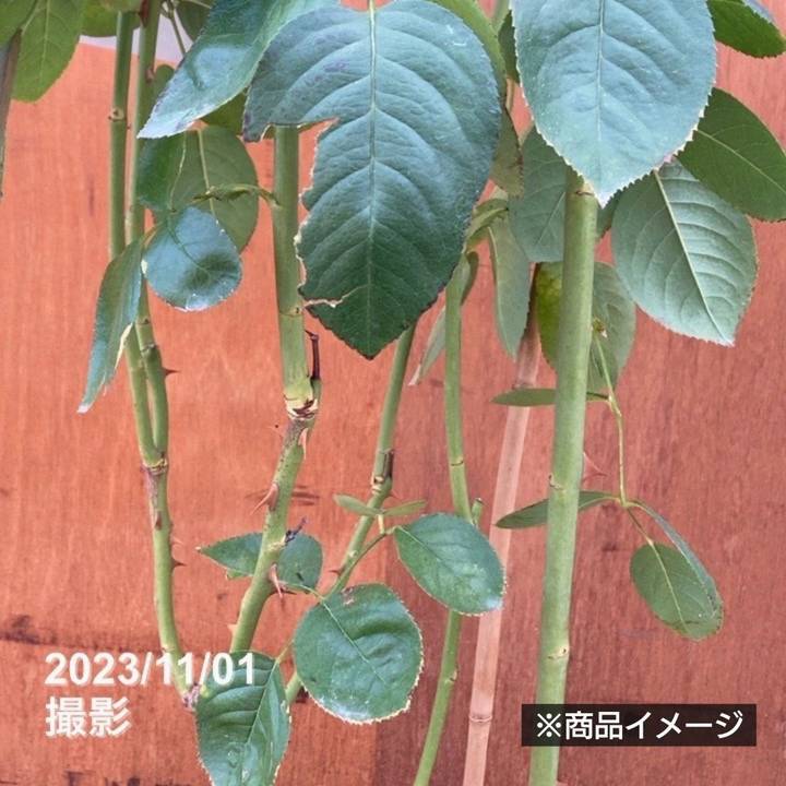 充実の長尺バラ ローズ・ポンパドゥール 7号 Delbard デルバール PVP