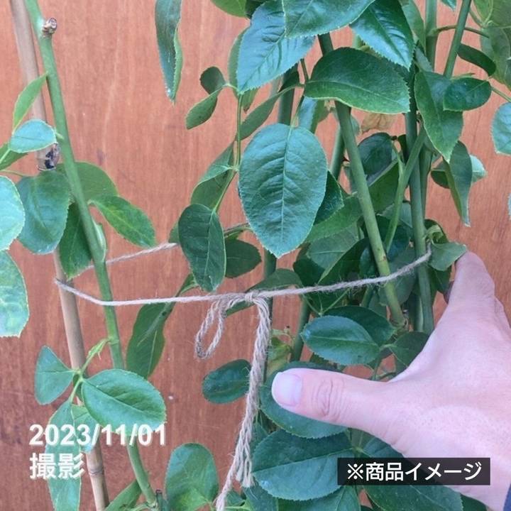 充実の長尺バラ ローズ・ポンパドゥール 7号 Delbard デルバール PVP