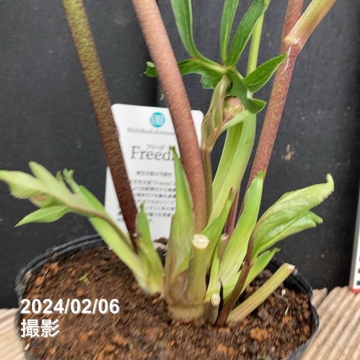 数量限定】2024年新発売！杉光園芸 クリスマスローズ 八重咲きのFreeda