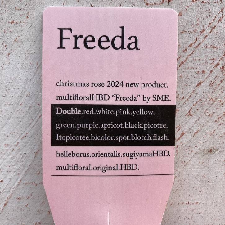 数量限定】2024年新発売！杉光園芸 クリスマスローズ 八重咲きのFreeda