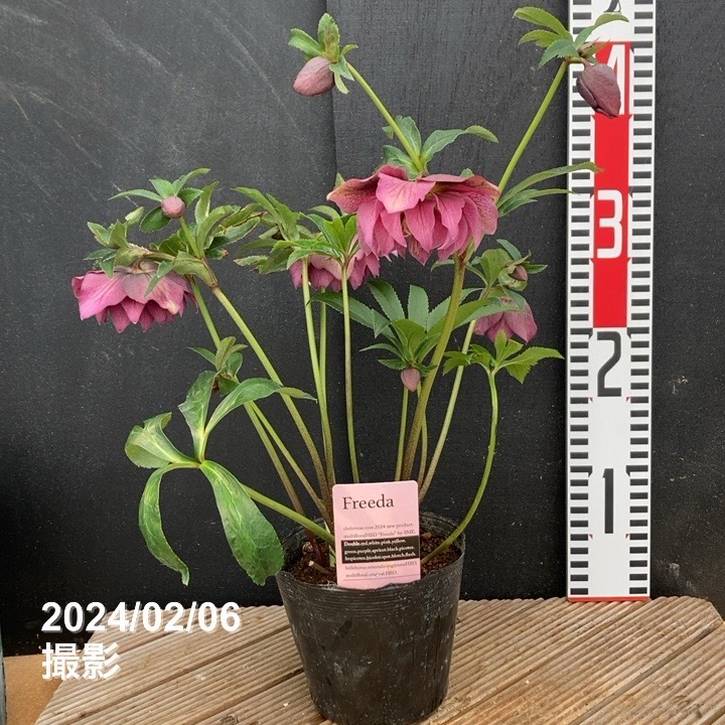 数量限定】2024年新発売！杉光園芸 クリスマスローズ 八重咲きのFreeda