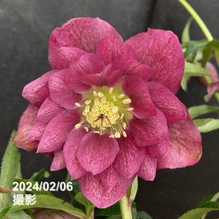 数量限定】2024年新発売！杉光園芸 クリスマスローズ 八重咲きのFreeda