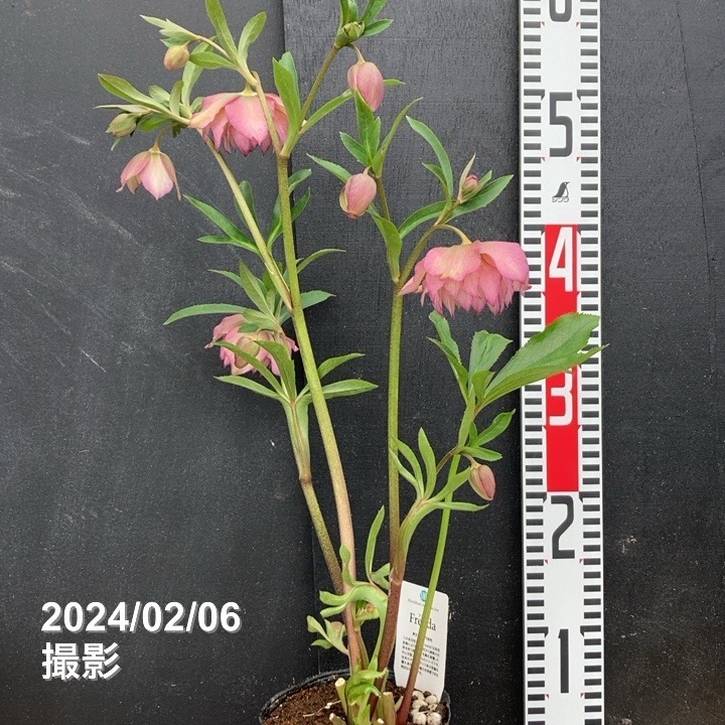 数量限定】2024年新発売！杉光園芸 クリスマスローズ 八重咲きのFreeda