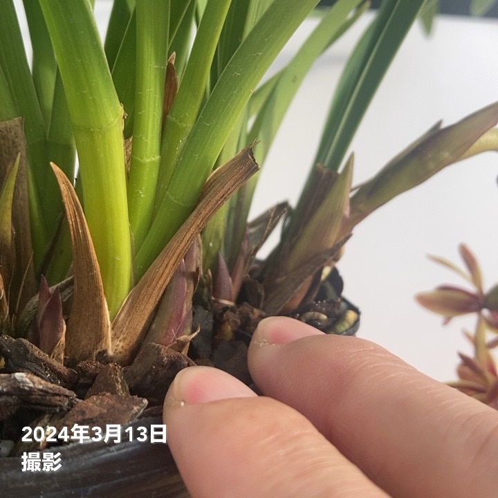開花中 花芽1個以上＞キンリョウヘン 4号（原種 赤花系）｜ミツバチ蘭