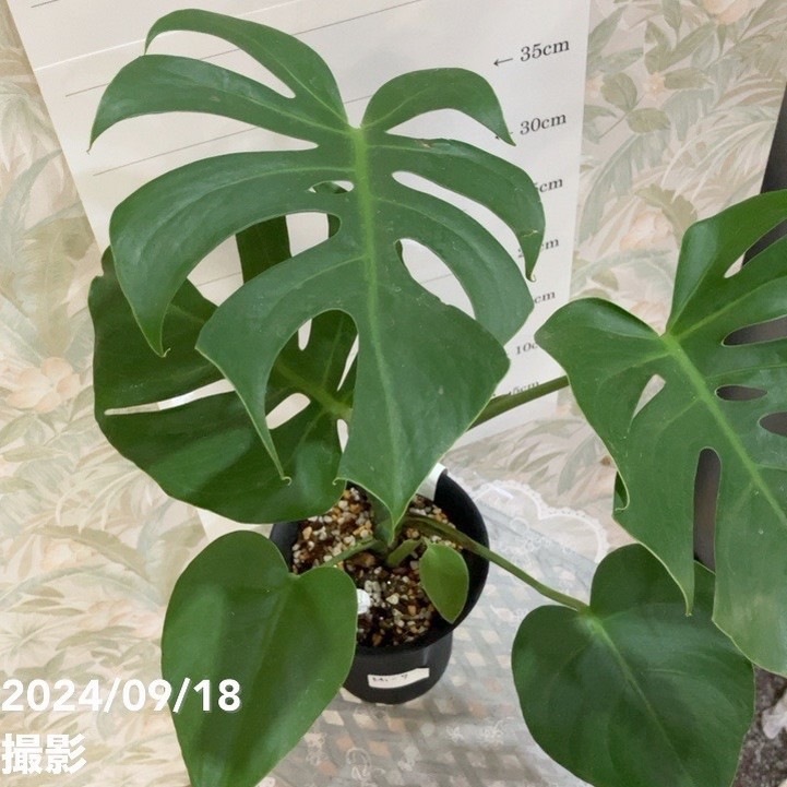 モンステラ　デリシオサ　幹立ち　ファイバー鉢 現品］3番 モンステラ デリシオーサ 幹立ち 6号 観葉植物 室内