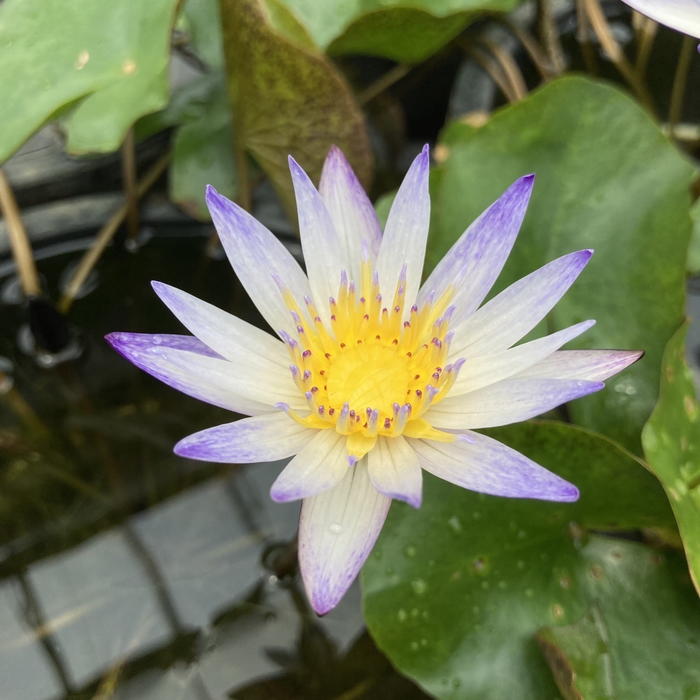 熱帯スイレン 7号 ムラサキシキブ｜草花01-D1 | 赤塚植物園自社農場