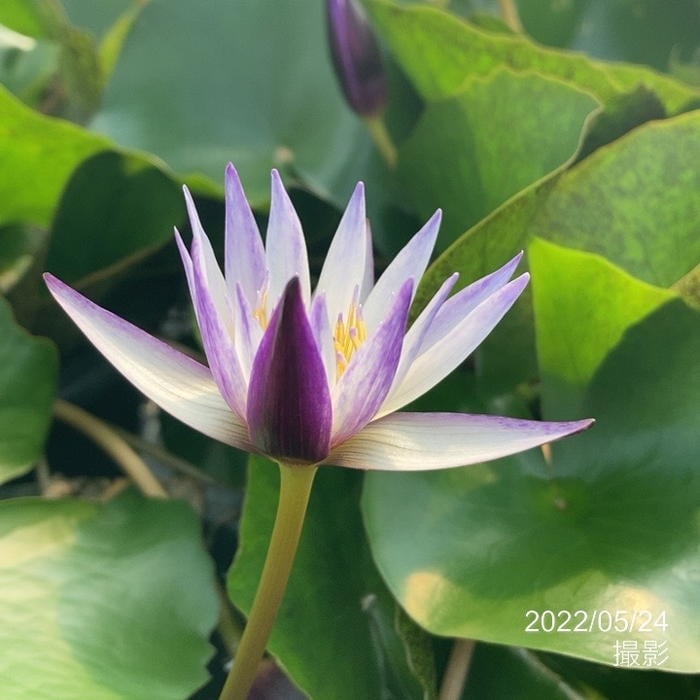 熱帯スイレン 7号 ムラサキシキブ｜草花01-D1 | 赤塚植物園自社農場