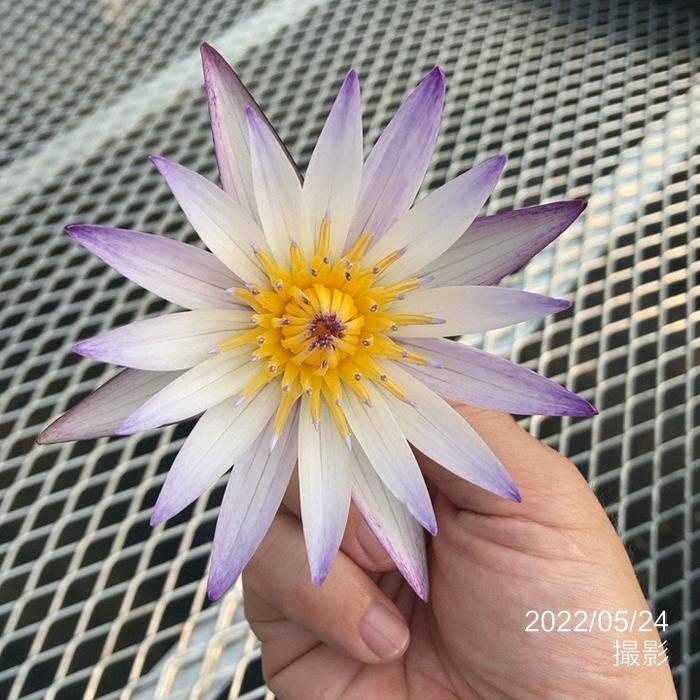 熱帯スイレン 7号 ムラサキシキブ｜草花01-D1 | 赤塚植物園自社農場