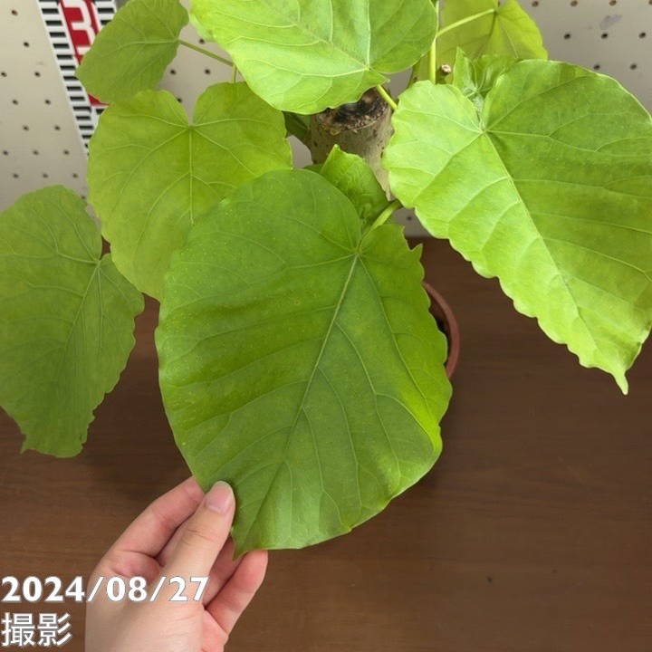 フィカス ウンベラータ 5号｜観葉04-PA | 観葉・多肉,フィカス | 赤塚