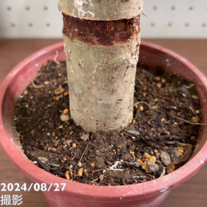 うんべらーた フィカス：ウンベラータ 5号鉢植え* の通販 | 園芸ネット